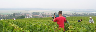 Champagne - Vendanges 2007 Harvest - Chardonnay Rachais